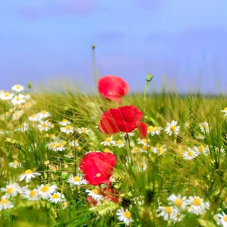 Apartment Ferienwohnung Klocksin *
