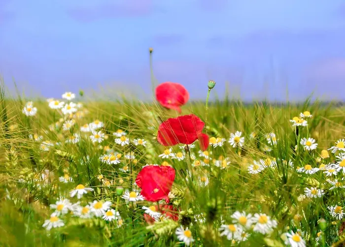 Appartement Ferienwohnung Klocksin *
